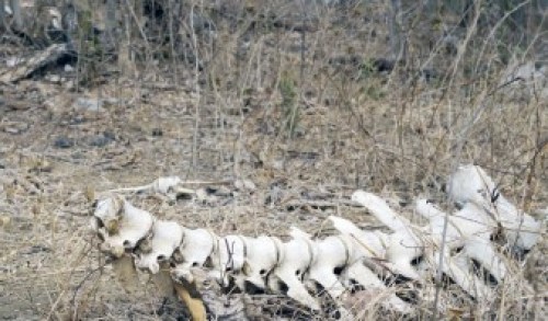 Animales mueren en Aragua por sed Foto: Robert Acosta