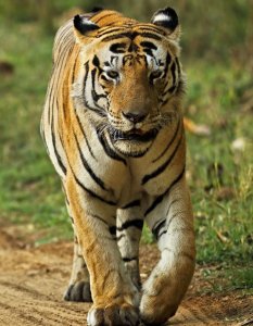 Descubre qué tiene escrito entre sus manchas este tigre de Bengala (FOTO)