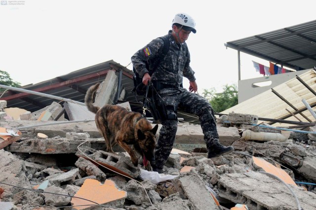 With the help of trained dogs, rescue workers in the city of Manta in Manabi province search on April 17, 2016 through the rubble for survivors of the 7.8-magnitude quake that hit Ecuador on Saturday.  At least 235 people were killed by the powerful earthquake that destroyed buildings and a bridge and sent terrified residents scrambling from their homes, authorities said Sunday. / AFP PHOTO / ARIEL OCHOA