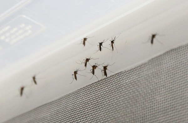 Paneles publicitarios de Río de Janeiro también sirven para matar mosquitos
