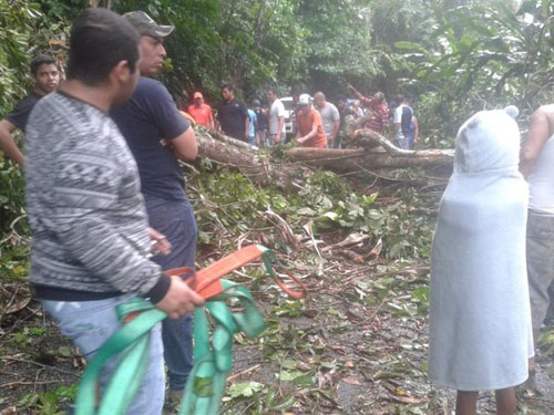 Lluvias tumbaron varios árboles en la carretera a Ocumare de la Costa