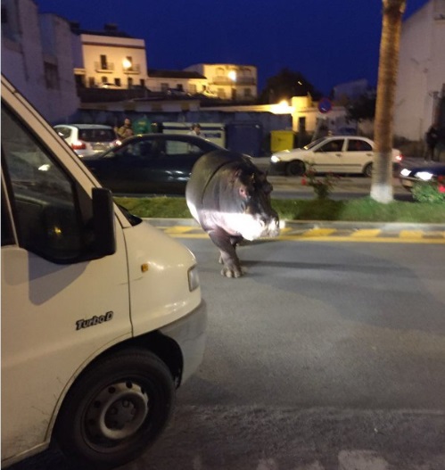 Un hipopótamo se escapó de un circo en España (Video)