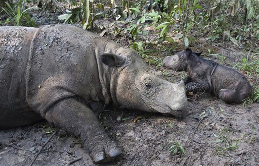 Nace una cría de rinoceronte de Sumatra