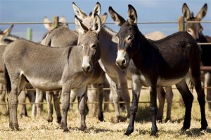 Los burros fueron domesticados en Egipto hace 6.000 años, según estudio genoma