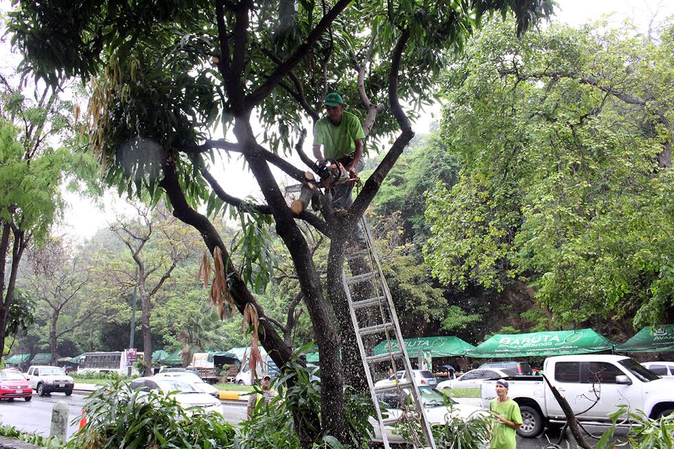 Alcaldía de Baruta ejecuta plan de mantenimiento y poda de árboles en el municipio