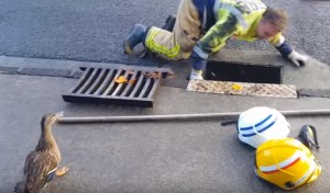 ¡Momento awww! Mamá pato pide ayuda a bomberos para rescatar a sus patitos (VIDEO)