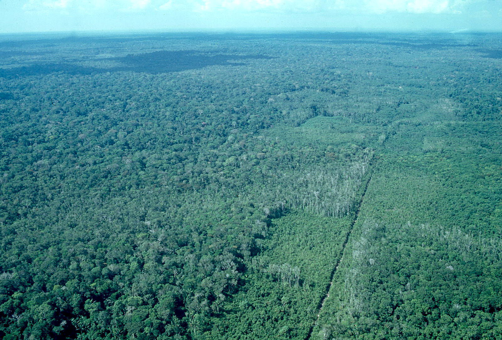 Petroperú confirma nuevo derrame de petróleo en selva amazónica y activa plan de contingencia
