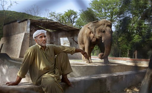 Campaña en defensa de un elefante maltratado en Pakistán