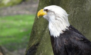 Mira el ritual extremo de las águilas calvas para aparearse (VIDEO)