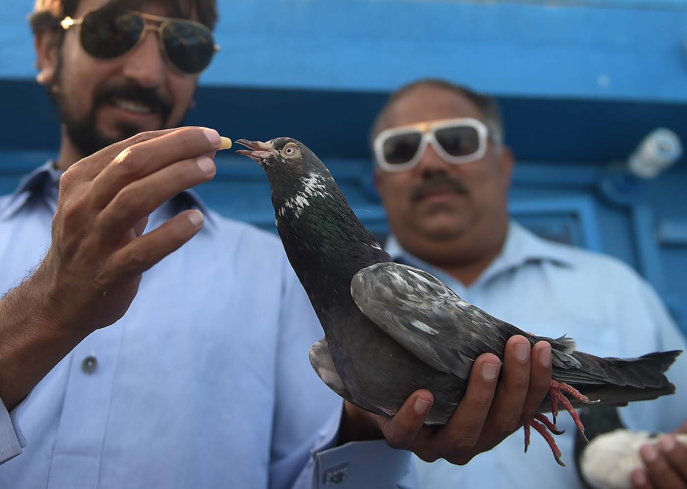 Conoce el secreto de las palomas mensajeras para orientarse