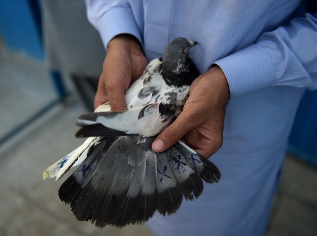 In this photograph taken on May 30, 2016, a Pakistani pigeon race official checks the stamps on a racing pigeon's wings during the pigeon race national championship in Islamabad. Bird cages and enthusiasts can be found on rooftops in the old districts of cities across the country. Millions of fans across the country are enthralled by low and high altitude flying competitions, and races in which opponents attempt to distract each others' birds.  / AFP PHOTO / AAMIR QURESHI / TO GO WITH Lifestyle-Pakistan-sports-animals,FEATURE by Caroline Nelly