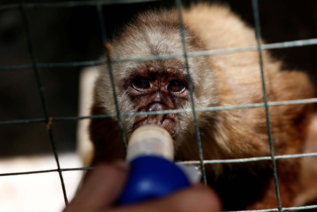 Paraguana zoo in Punto Fijo