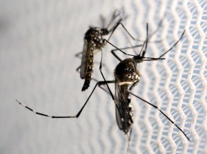 Islas Caimán reporta primer caso de virus Zika de transmisión local