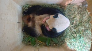 ¡Adorable! Así acuna mamá Panda a sus mellizos nacidos en el zoo de Viena (VIDEO)