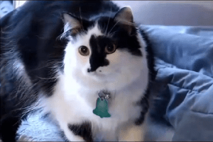 ¡Insólito! Un gato mantuvo como rehenes a una familia y su perro (VIDEO)
