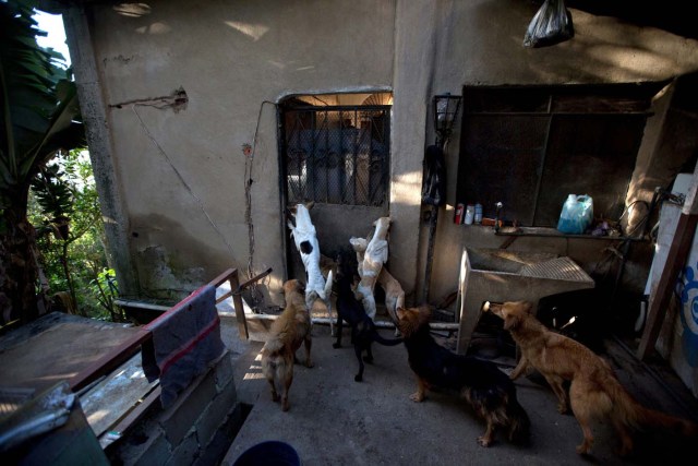 En esta imagen del 23 de julio de 2016, perros abandonados se reúnen para alimentarse en el refugio privado Funasissi, en el barrio trabajador de El Junquito, Caracas, Venezuela. No hay cifras disponibles, pero activistas y veterinarios dicen que ven cada vez más perros y gatos abandonados en parques, refugios y clínicas privadas del país. (AP Foto/Fernando Llano)