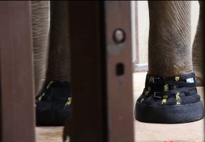 Elefanta en EEUU recibe botas para lidiar con su artritis (Video)