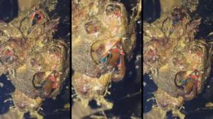 La extraña criatura submarina que impresiona a los biólogos (Video)