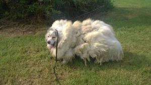Rescatan a un perro encerrado durante seis años y le cortan 15 kilos de pelo