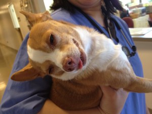 Chihuahua se comió una galleta de marihuana por accidente…. y así quedó (fotos)