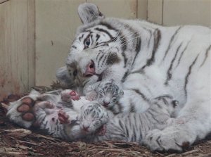 ¡Hermoso! Nacieron 4 leones blancos y 3 tigres blancos en zoo de Polonia