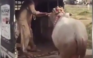 Una vaca mató a un hombre de una patada en el pecho (VIDEO)