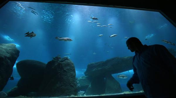 Viaje al fondo del mar: Rio de Janeiro inaugura el acuario más grande de Sudamérica