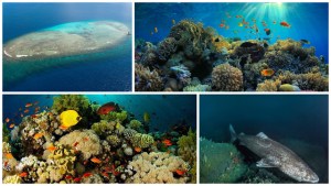 En Fotos: El mayor arrecife de coral de Japón que está en jaque por el cambio climático