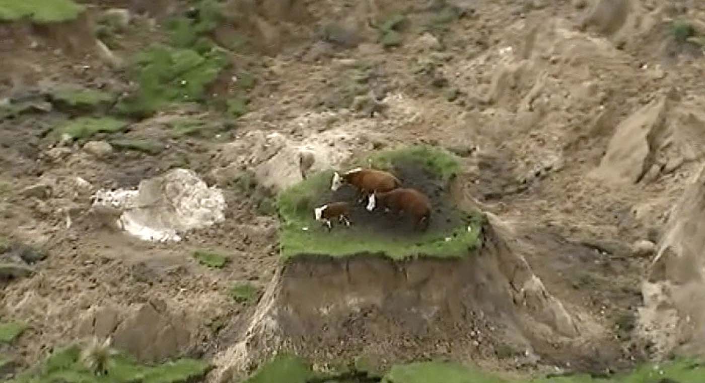 Tres vacas quedan varadas en un islote tras sismo en Nueva Zelanda (video)