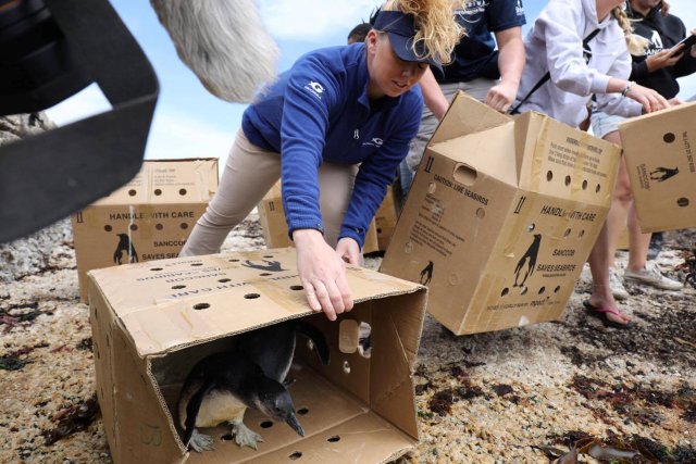 Kristen Hannigan, senior trainer at Georgia Aquarium, helps in the release of penguin chicks that were rehabilitated by the Southern African Foundation for the Conservation of Coastal Birds (SANCCOB) at Stony Point near Cape Town, South Africa, December 8, 2016. Georgia Aquarium/Addison Hill/Handout via REUTERS    ATTENTION EDITORS - THIS IMAGE HAS BEEN SUPPLIED BY A THIRD PARTY. FOR EDITORIAL USE ONLY. NO RESALES. NO ARCHIVES