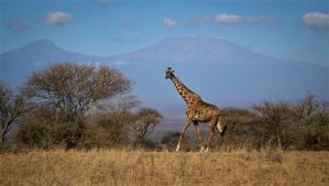 Extinción silenciosa: Quedan menos de 100.000 jirafas en todo el planeta