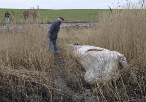 Hallan el cadáver de una ballena enana cerca de costa Alemana (Fotos)
