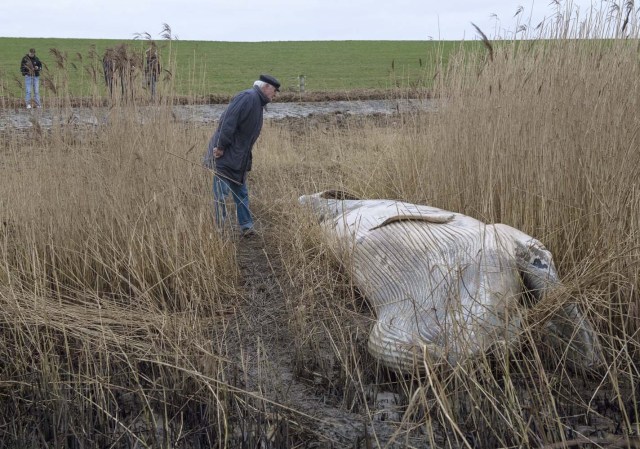AL996 NORDENHAM (ALEMANIA), 28/12/2016.- Un anciano observa el cadáver de una ballena enana que mide unos siete metros de largo arrastrada por el mar cerca de una orilla en Nordenham, Alemania, hoy 28 de diciembre de 2016. El cuerpo de la ballena fue encontrado un día después y se destrozará en un centro especial en los próximos días. EFE/Ingo Wagner