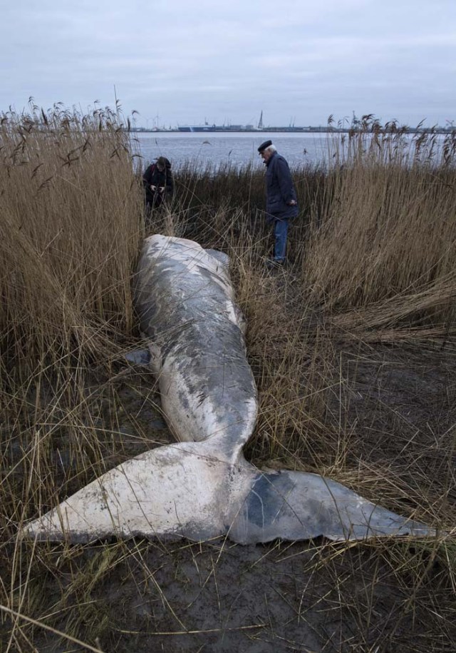 AL996 NORDENHAM (ALEMANIA), 28/12/2016.- Dos pasajeros observan el cadáver de una ballena enana que mide unos siete metros de largo arrastrada por el mar cerca de una orilla en Nordenham, Alemania, hoy 28 de diciembre de 2016. El cuerpo de la ballena fue encontrado un día después y se destrozará en un centro especial en los próximos días. EFE/Ingo Wagner