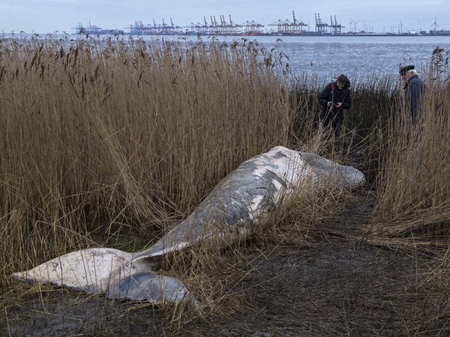 AL996 NORDENHAM (ALEMANIA), 28/12/2016.- Dos pasajeros observan el cadáver de una ballena enana que mide unos siete metros de largo arrastrada por el mar cerca de una orilla en Nordenham, Alemania, hoy 28 de diciembre de 2016. El cuerpo de la ballena fue encontrado un día después y se destrozará en un centro especial en los próximos días. EFE/Ingo Wagner