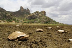 ¡WTF!.. Un viaje por el macabro cementerio de tortugas en Brasil (Fotos)
