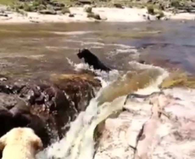 ¡OMG! La muestra fiel y exacta de la increíble fidelidad de un perro (+VIDEO +SIN PALABRAS)