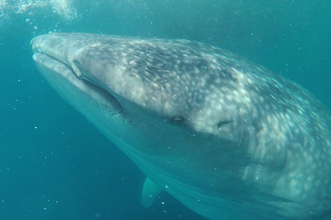 ¡Detestable! Tiburón Ballena que apareció en Mochima fue montado como “caballito” por pescador (VIDEO)