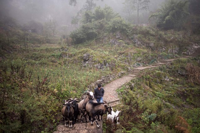 This photo taken on November 6, 2016 shows a shepherd leadomg his sheep on the only path to reach Zhongdong village, where a group of 18 families live inside an enormous natural cave. The final hold-outs of the country's "last cave-dwelling" village have had modern conveniences, like electricity, for years. But their only access to the outside world is a footpath winding through Guizhou province's rugged mountain terrain. / AFP PHOTO / FRED DUFOUR / TO GO WITH China-economy-tourism,FEATURE by Becky Davis