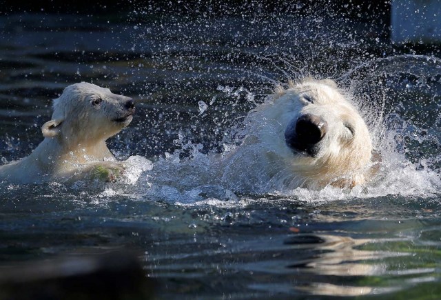 Female Polar bear cub Nanuq (polar bear in the Inuit language), born on November 7, 2016, plays in the water with it's mother Sesi during it's first presentation to the public to mark the international polar bear day at the zoo of Mulhouse, France, February 27, 2017. REUTERS/Vincent Kessler