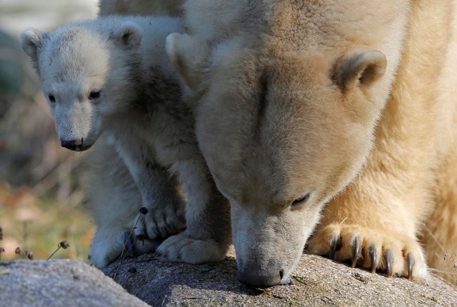 Female Polar bear cub Nanuq (polar bear in the Inuit language), born on November 7, 2016, is pictured with its mother Sesi during her first presentation to the public to mark international polar bear day at the zoo of Mulhouse, France, February 27, 2017. REUTERS/Vincent Kessler