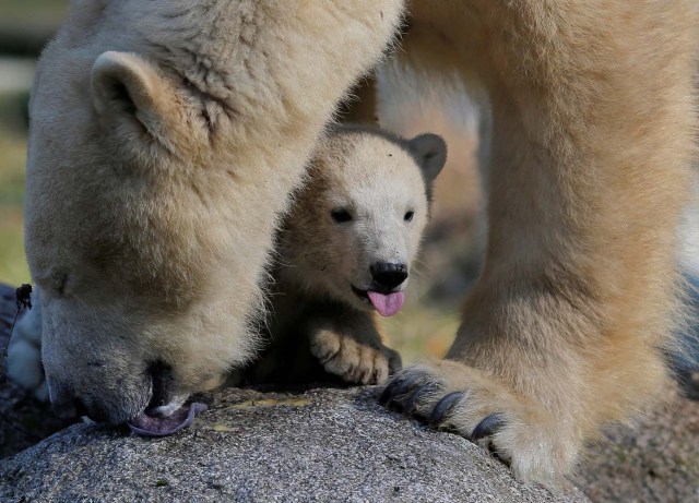 Female Polar bear cub Nanuq (polar bear in the Inuit language), born on November 7, 2016, is pictured with its mother Sesi during her first presentation to the public to mark international polar bear day at the zoo of Mulhouse, France, February 27, 2017. REUTERS/Vincent Kessler