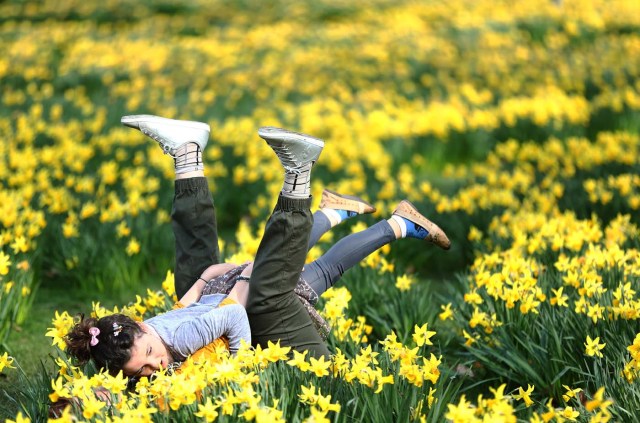 A woman plays with a child amongst daffodils in St James Park in London, Britain March 11, 2017. REUTERS/Neil Hall