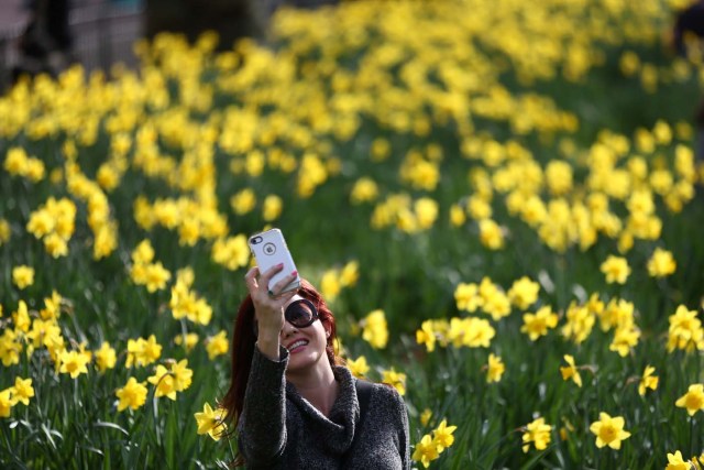 A woman takes a selfie photograph amongst daffodils in St James Park in London, Britain March 11, 2017. REUTERS/Neil Hall