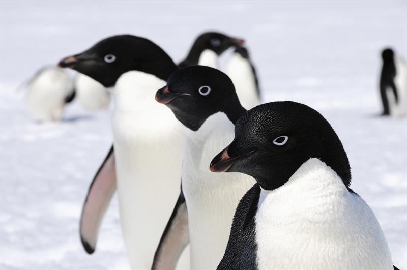 Unos 6 millones de pingüinos adelaida viven en la Antártida Oriental