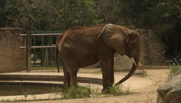 Aseguran que grave estado de salud de Ruperta se debió a la mala alimentación (video)