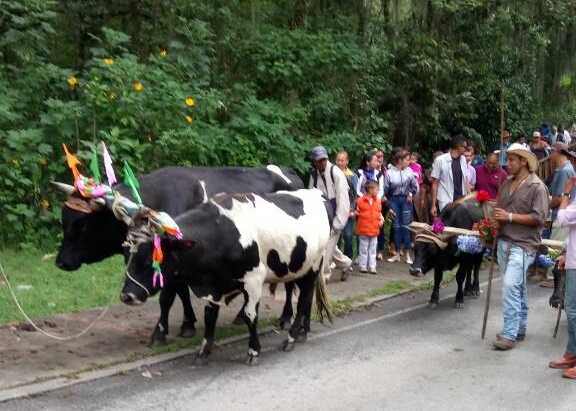 Vacas Mérida Plantón 15May