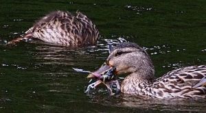 Los patos silvestres están comenzando a hacer algo muy extraño: cazan y devoran pequeños pájaros (fotos)