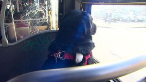 Este perro viaja solo en autobús cada día para ir al parque