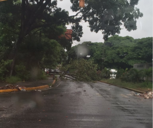 Reportan árbol caído en Macaracuay sentido El Llanito #28Jul